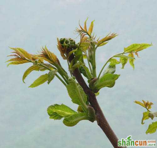 给植物照片抠图的PS教程 山村