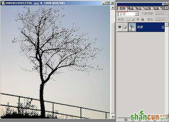 photoshop抠图教程-树枝抠图方法