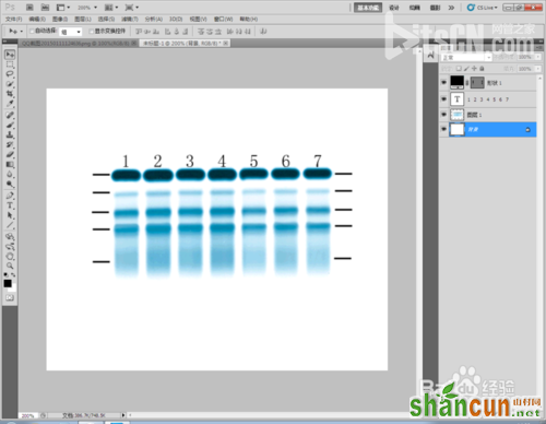 Photoshop标示sds-page电泳图Maker图文教程