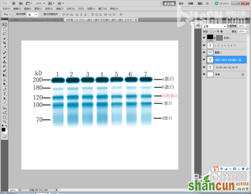 Photoshop标示sds-page电泳图Maker图文教程