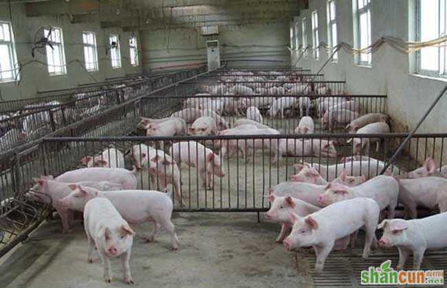 标准化养猪场建设