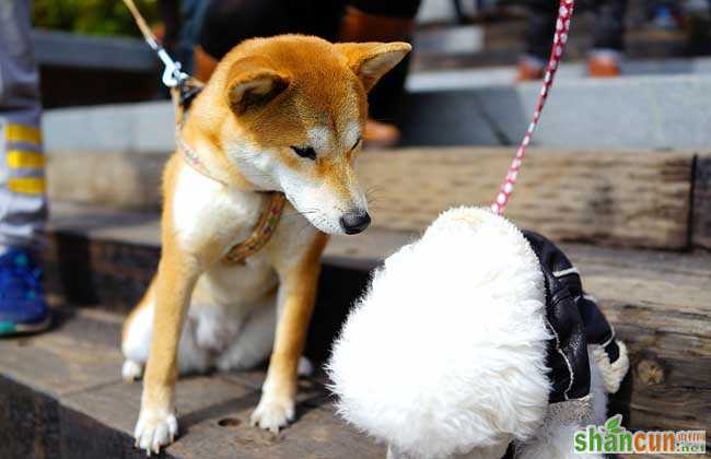 秋田犬