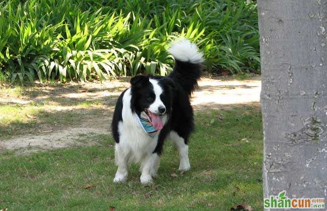 边境牧羊犬性格特点