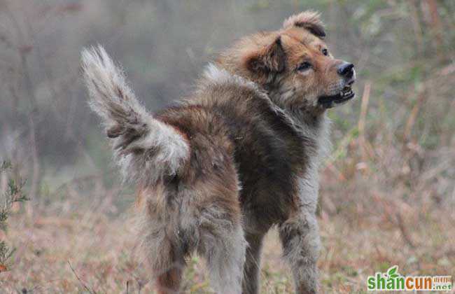 狂犬病能检查出来吗