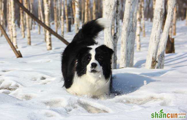 边境牧羊犬吃什么狗粮