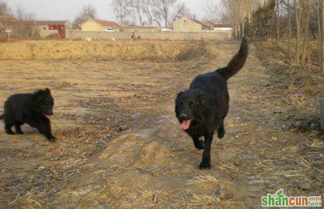 比利时牧羊犬吃什么狗粮