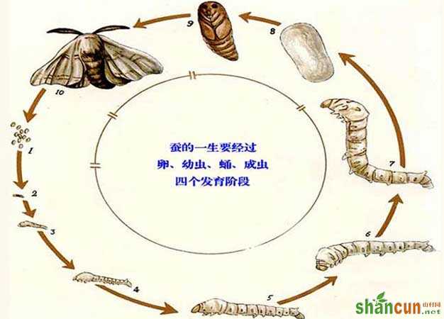 蚕的生长过程