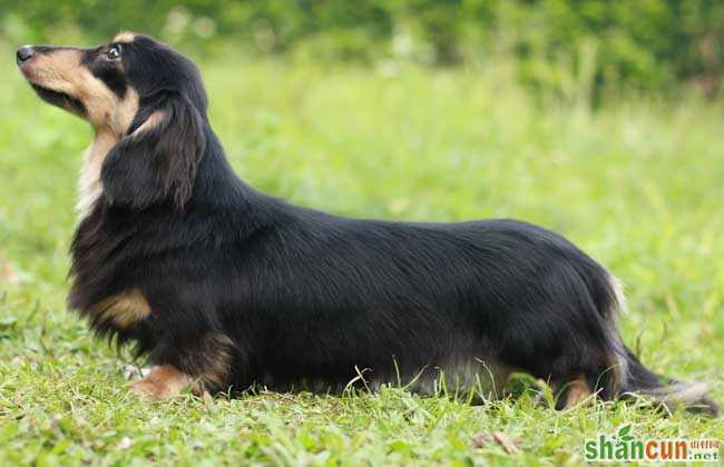 腊肠犬的饲养方法