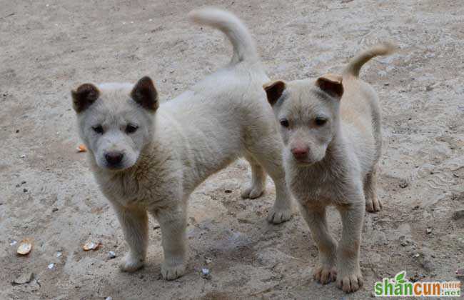 中华田园犬