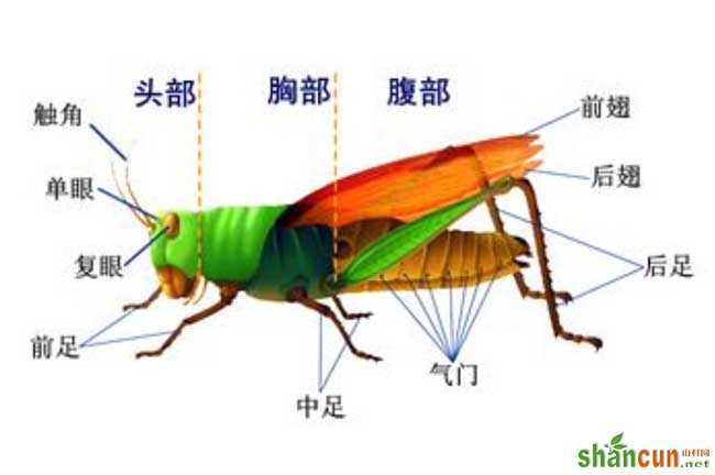 蝗虫的呼吸器官