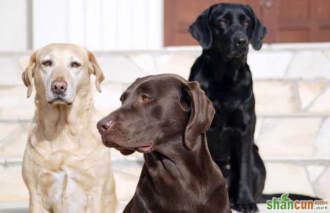 拉布拉多犬寿命