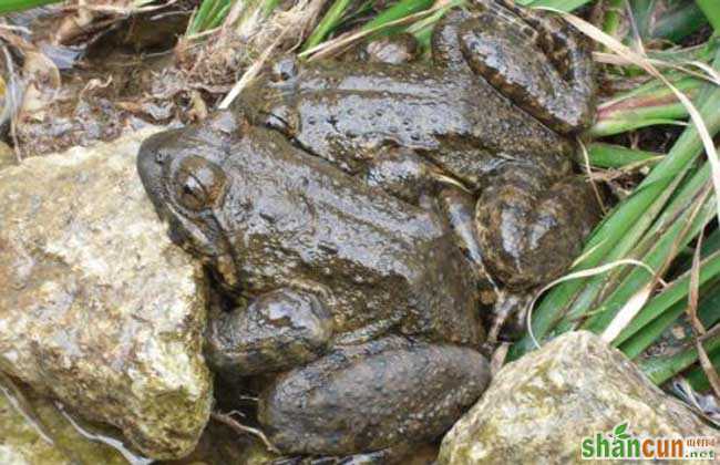 石蛙的生长习性
