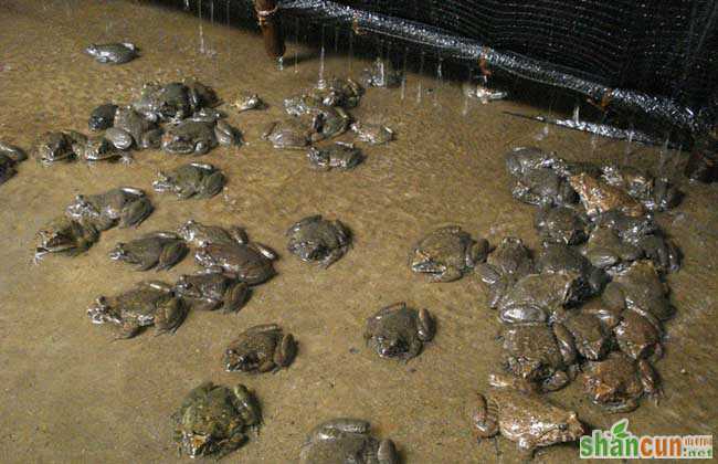石蛙养殖池建设方法