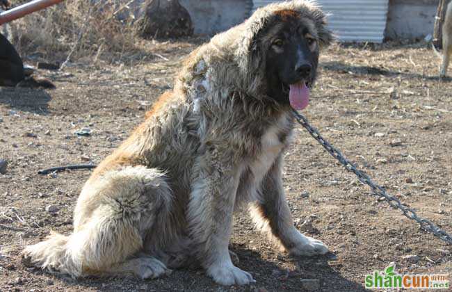 高加索犬吃什么食物