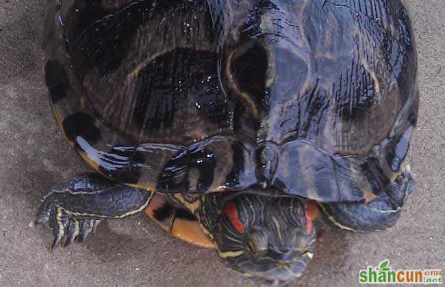巴西龟不吃东西