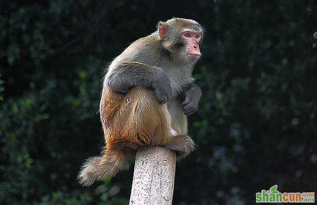 猴子能活多少年