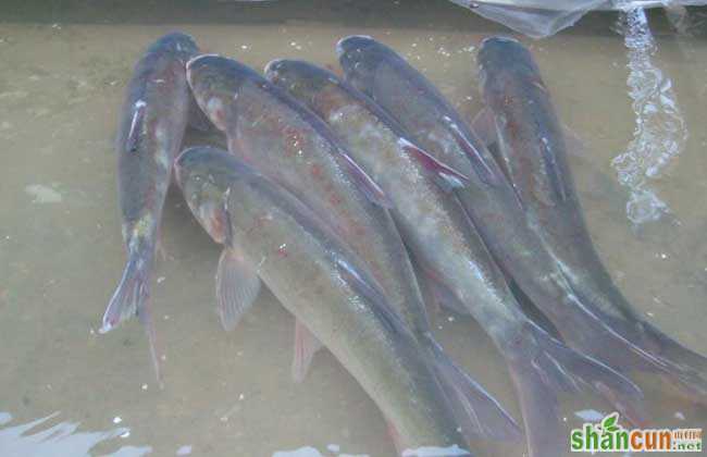 白鲢鱼养殖技术