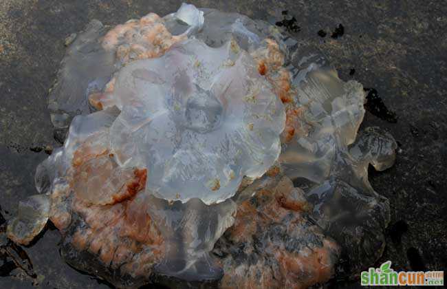 海蜇吃什么食物