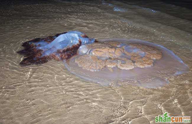 海蜇吃什么食物