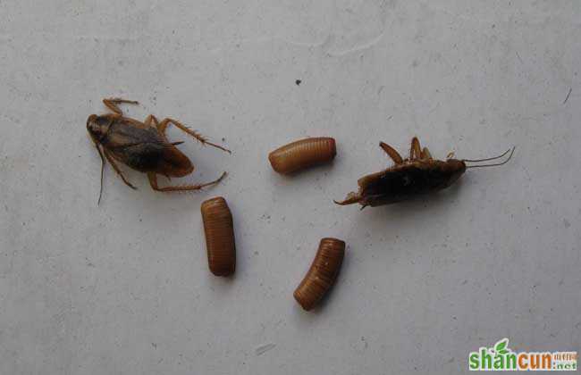 蟑螂的生活习性