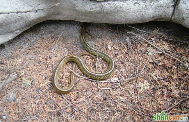 乌梢蛇是保护动物吗