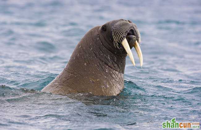 海象吃什么食物