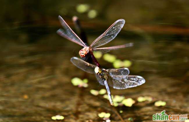 蜻蜓点水