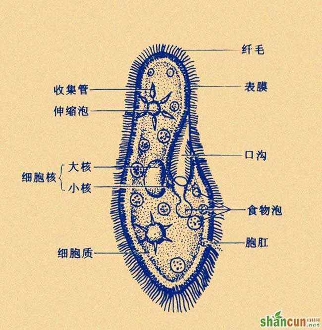 草履虫