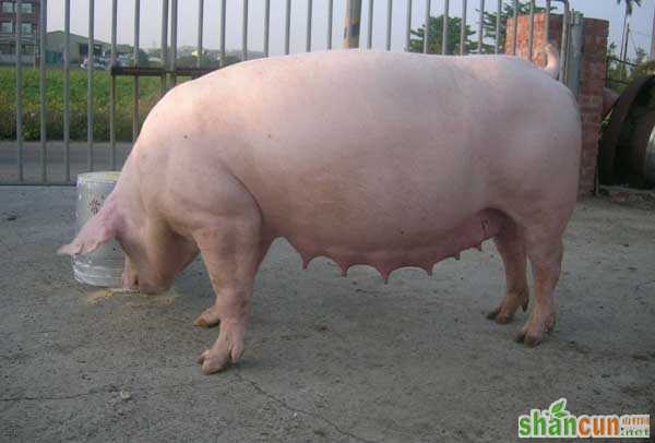 猪养殖场常见问题及解答