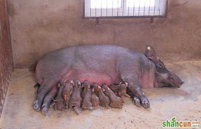 母猪产前不吃食