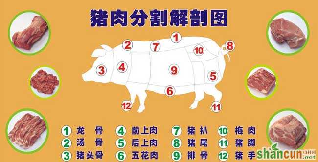 猪肉分割解剖图