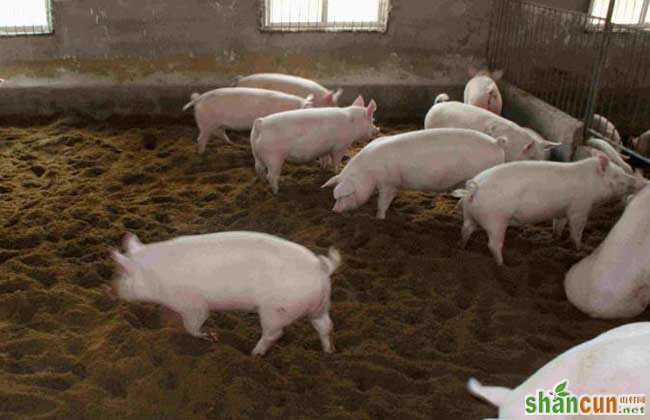 发酵床养猪技术