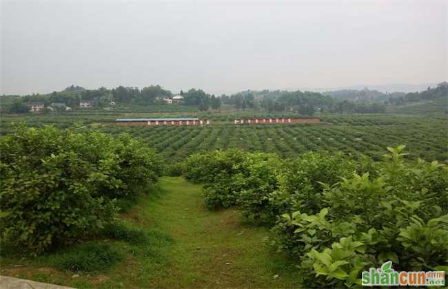 2019年 种植什么 风险大