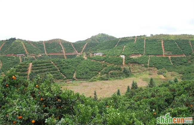 2019 种植前景好 水果