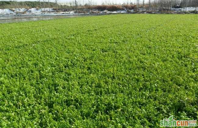 适合 人工种植 野菜