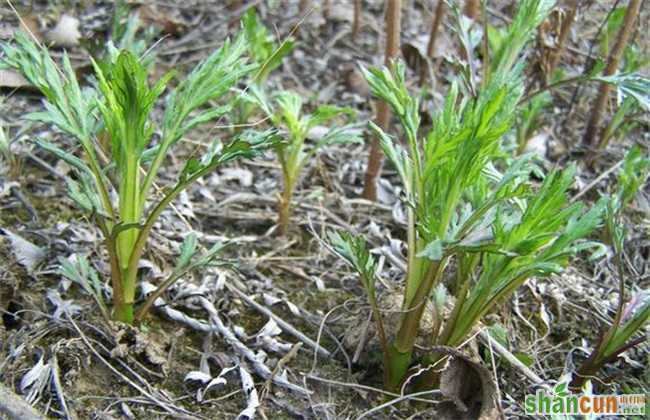 适合 人工种植 野菜