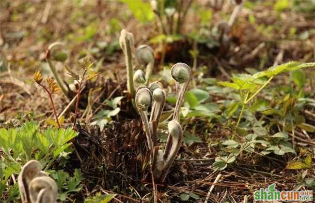 适合 人工种植 野菜