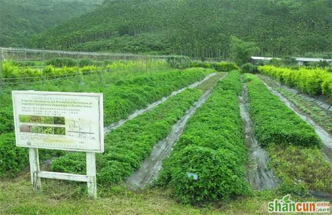 适合 人工种植 野菜