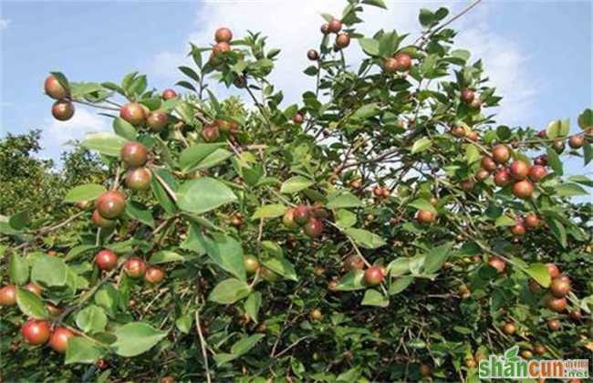 农村 种植什么 风险小