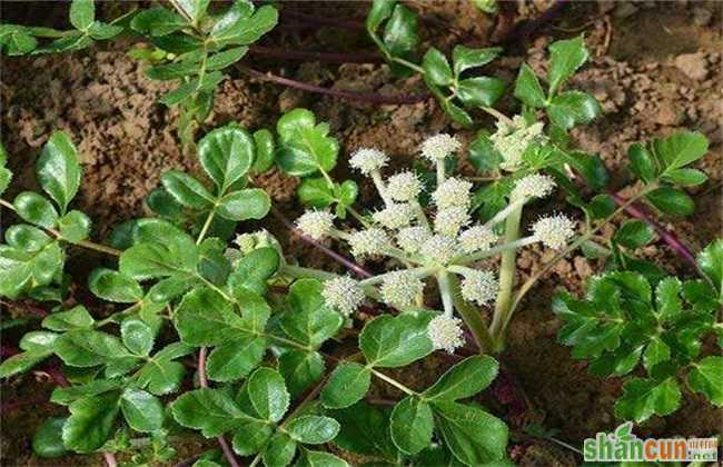 春耕时节 种植 什么中药材