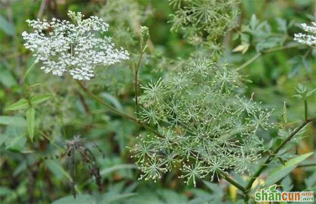 2019年 种植风险大 中药材