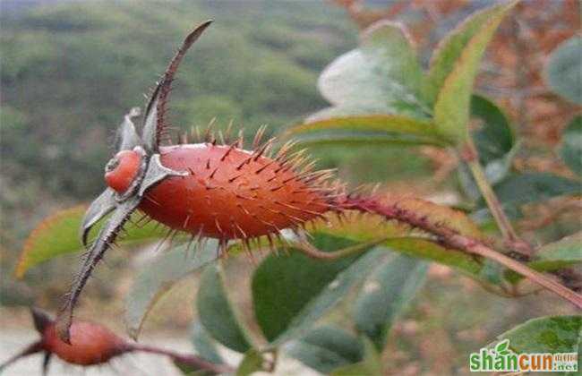 金樱子 种植前景 怎么样