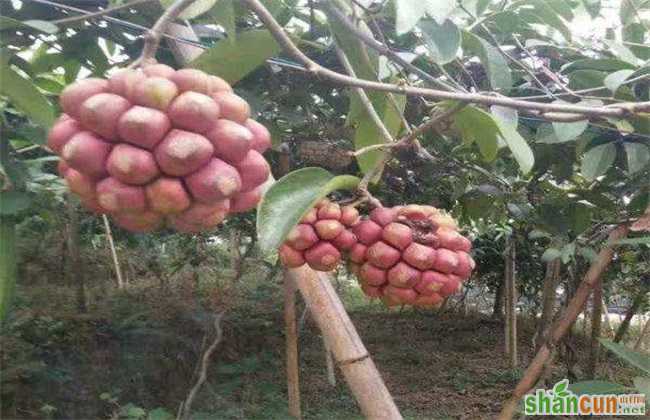 黑老虎 种植前景 如何