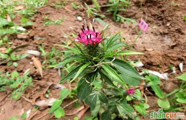 白术 种植效益 怎么样