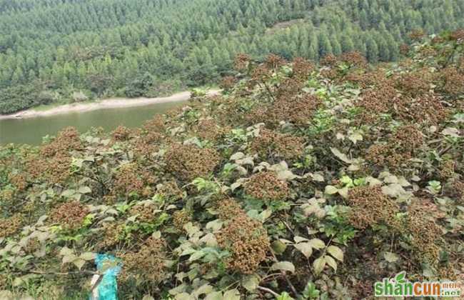 吴茱萸 种植效益 分析