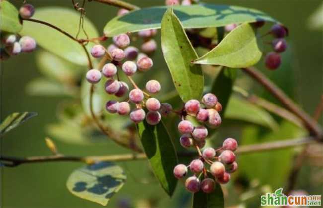 土茯苓 种植效益 分析