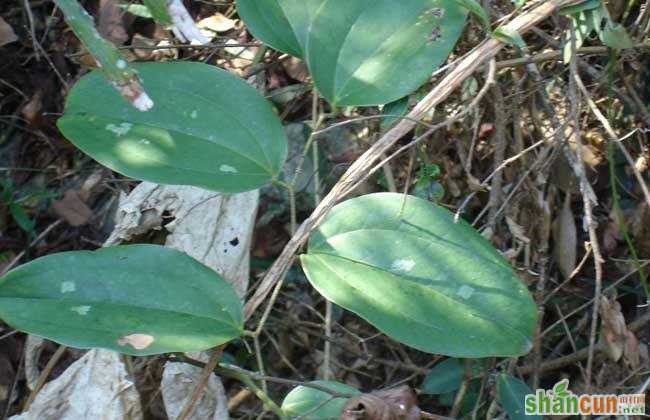 土茯苓 种植效益 分析