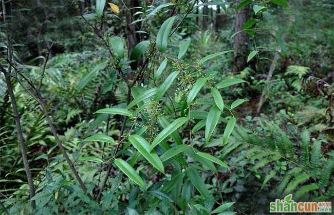 土茯苓 种植效益 分析