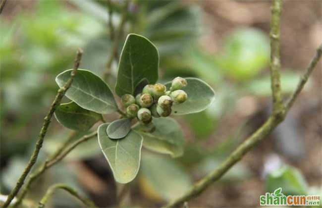 蔓荆子 种植效益 分析