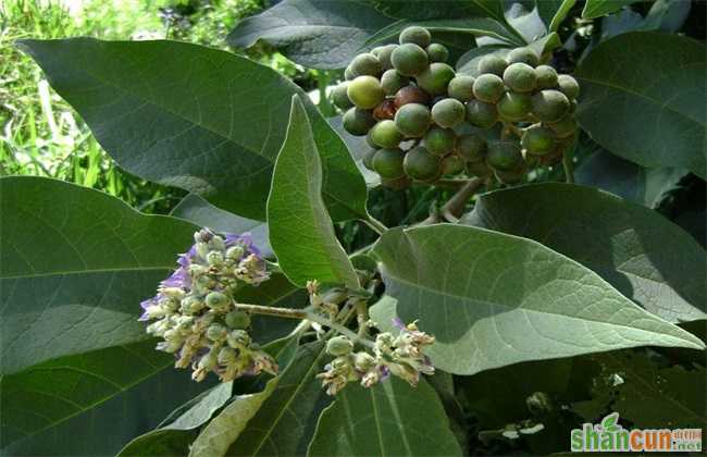 蔓荆子 种植效益 分析